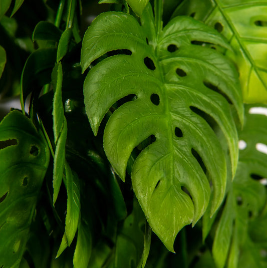 Follaje Artificial Colgante Tipo Monstera 83 cm | Detalle Verde para Espacios Armónicos