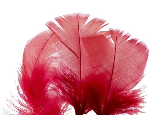 Pluma de Pavo Calidad AAA 10 Piezas | Ideal para Manualidades, Decoración y Proyectos DIY