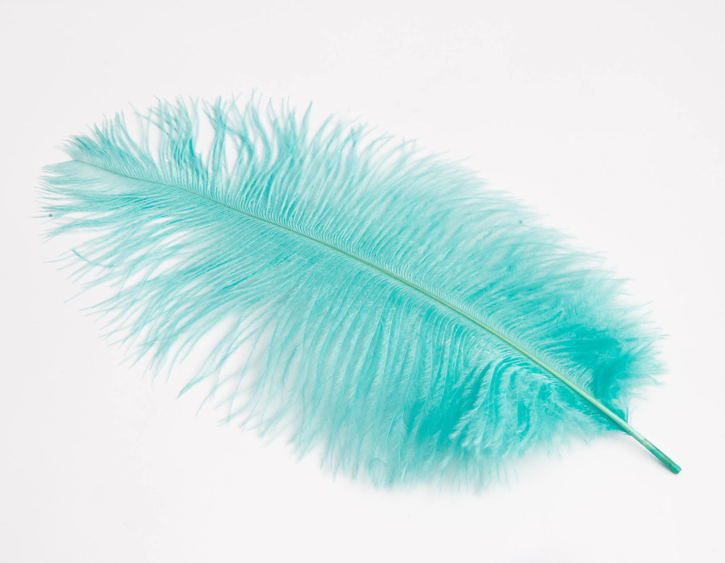 Pluma de Avestruz Chica - 30 a 35 cm