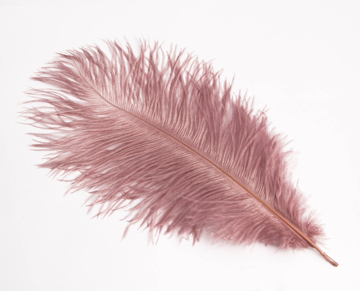 Pluma de Avestruz Chica - 30 a 35 cm