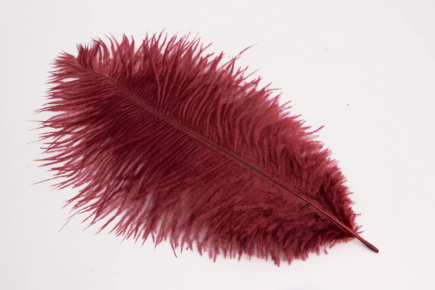 Pluma de Avestruz Chica - 30 a 35 cm