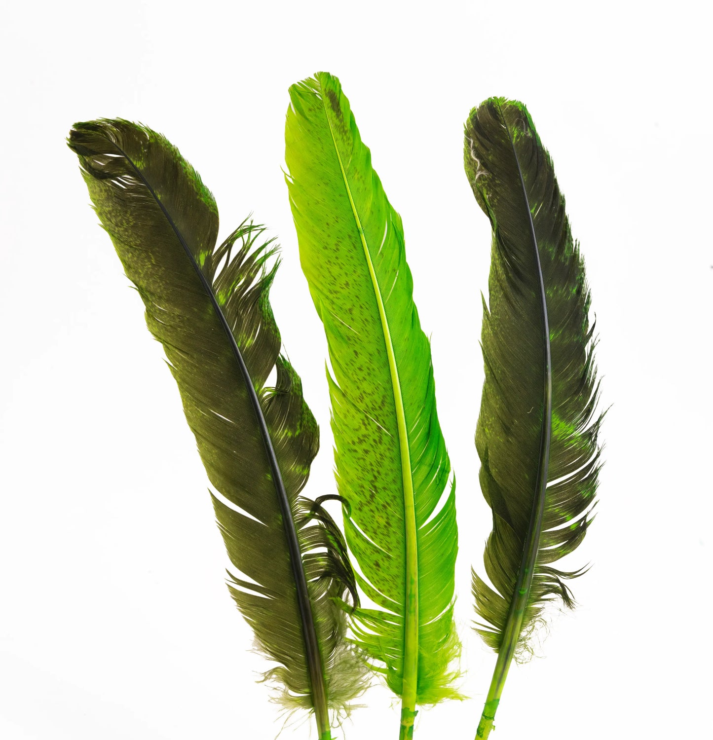 Pluma de Pavo Jaspeada – Paquete de 10 Piezas