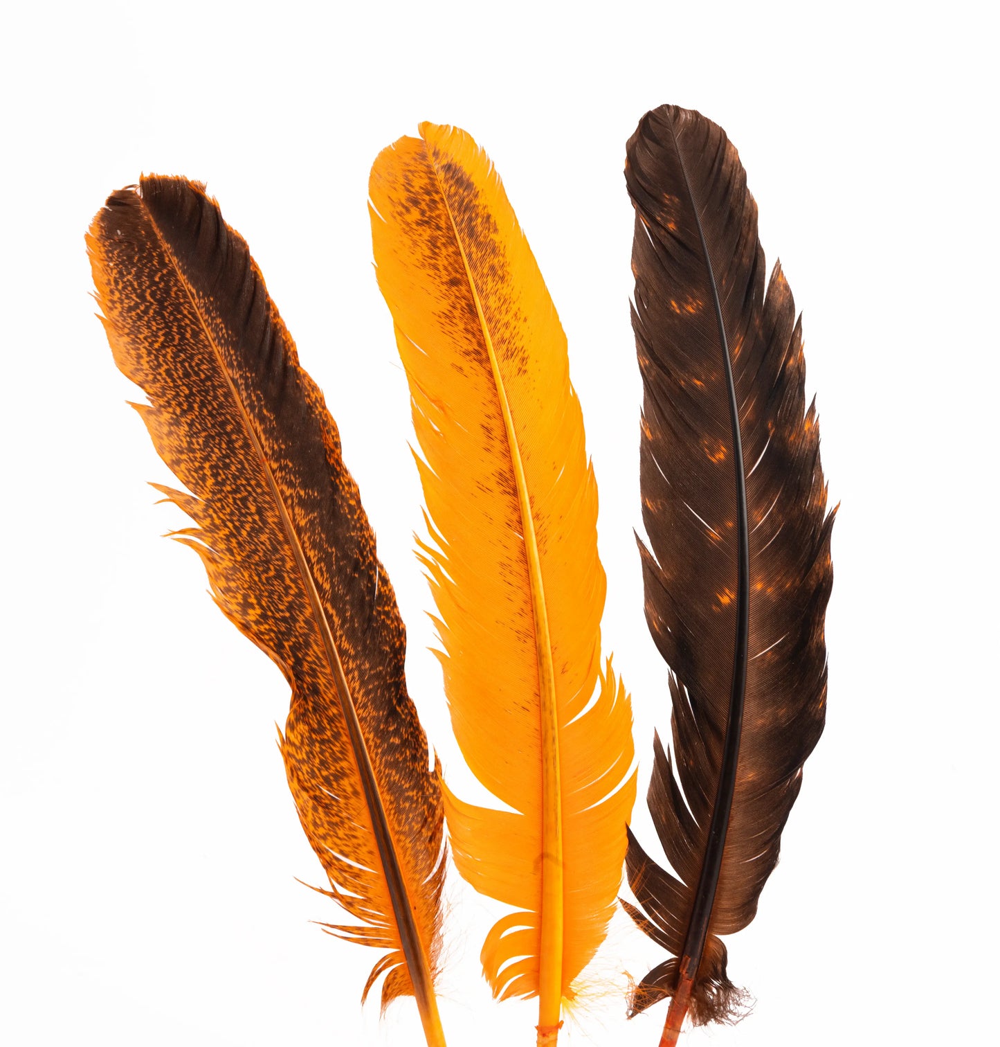Pluma de Pavo Jaspeada – Paquete de 10 Piezas