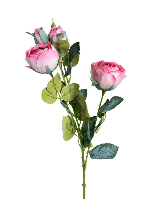 Vara de Rosas Palo de Rosa 63 C.M.