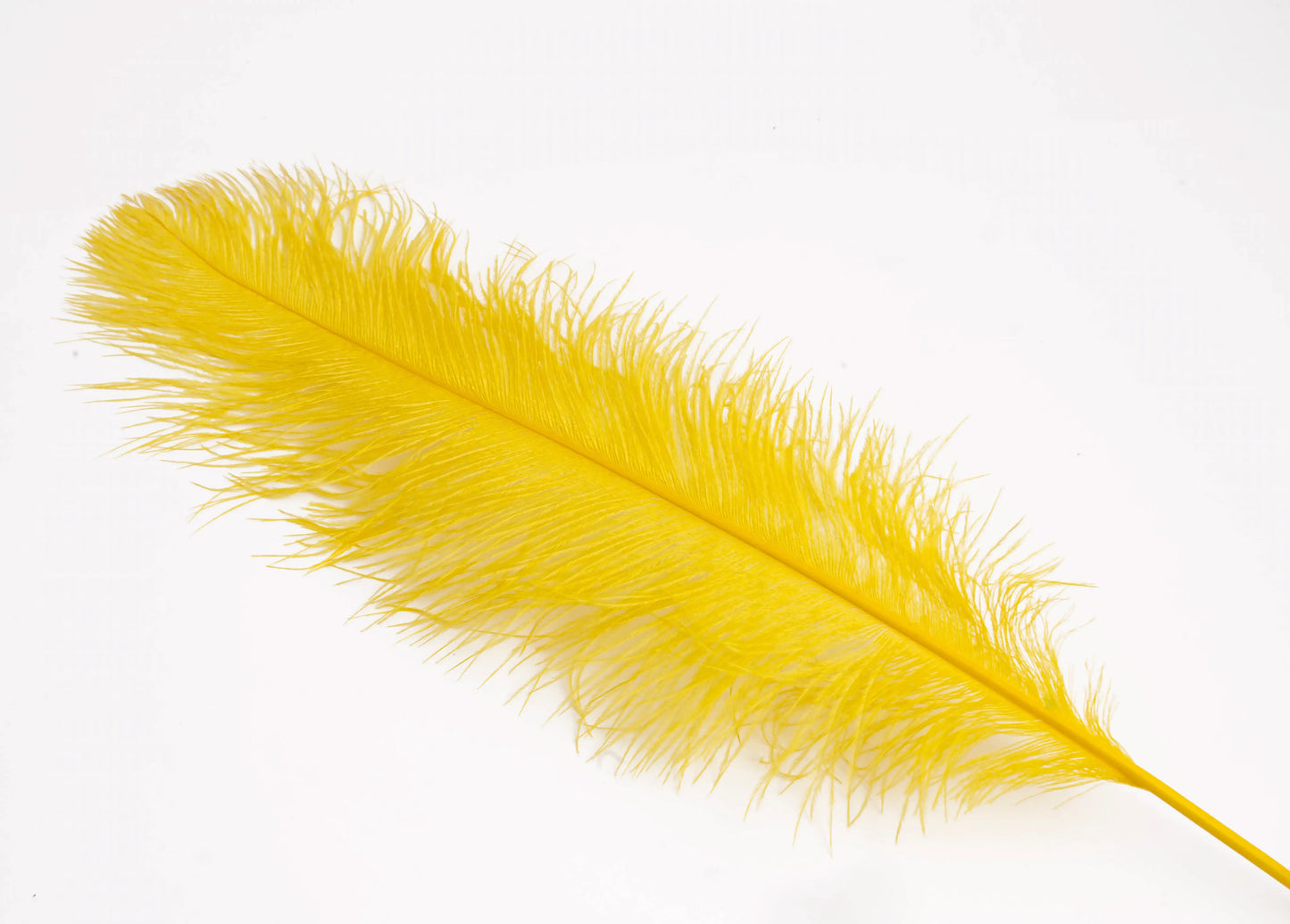 Pluma de Avestruz Grande - 50/55 cm