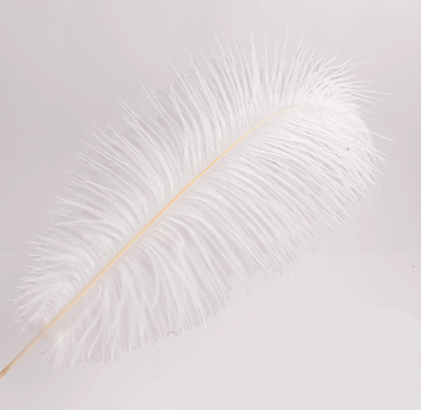 Pluma de Avestruz Grande - 50/55 cm