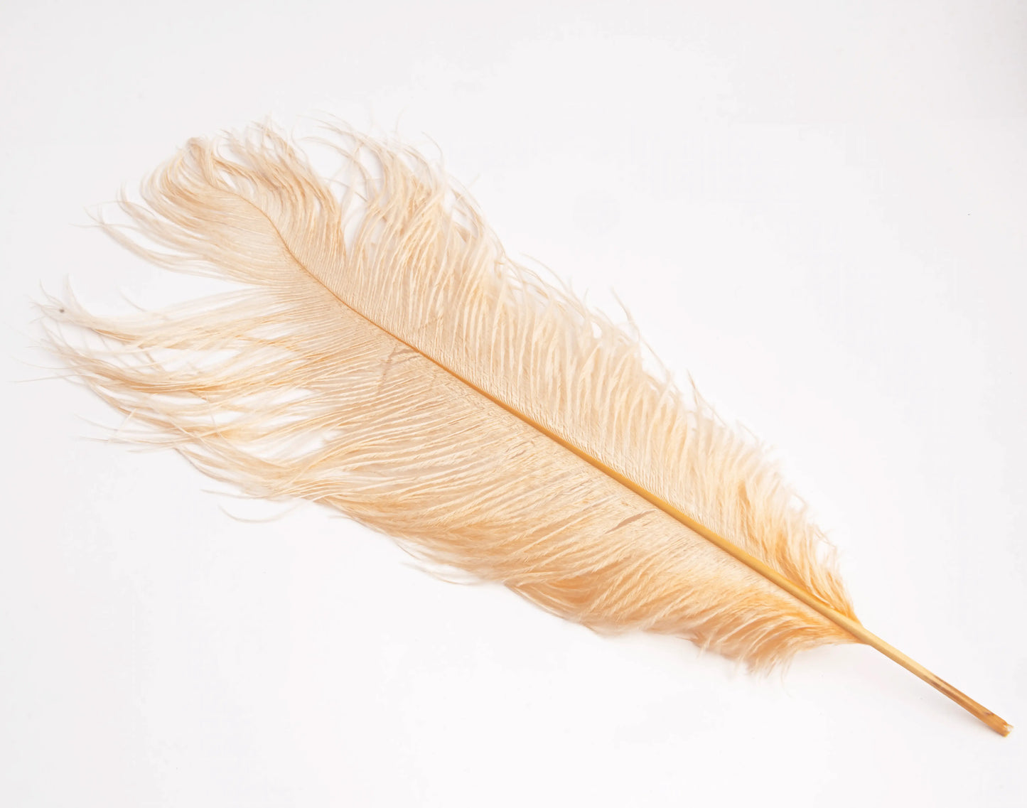 Pluma de Avestruz Grande - 50/55 cm