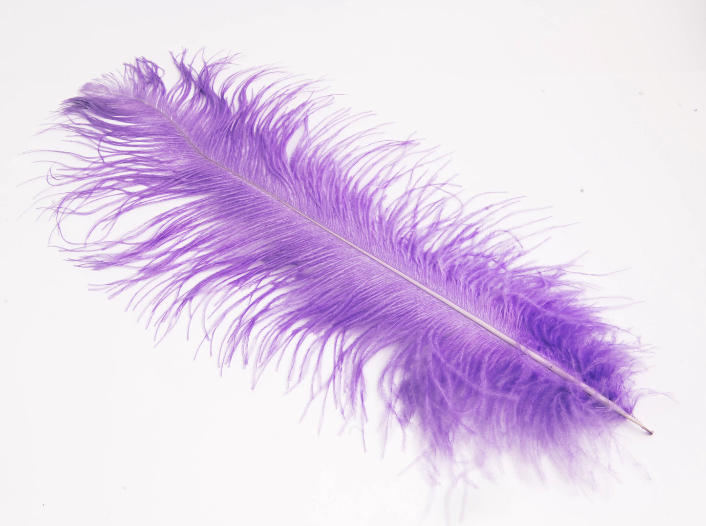 Pluma de Avestruz Grande - 50/55 cm