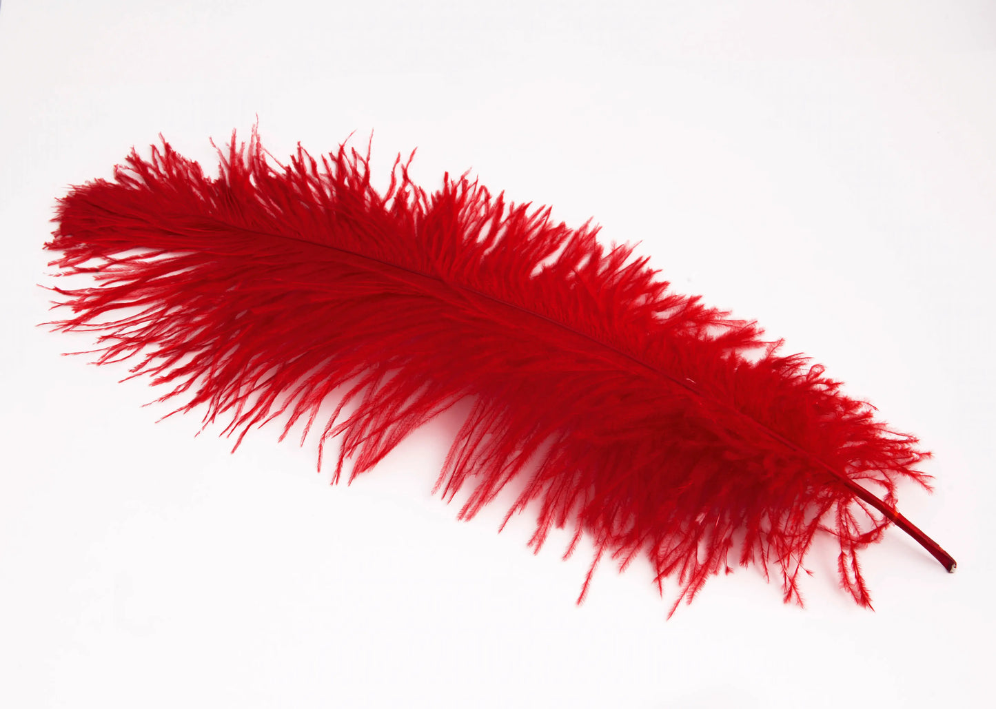 Pluma de Avestruz Grande - 50/55 cm