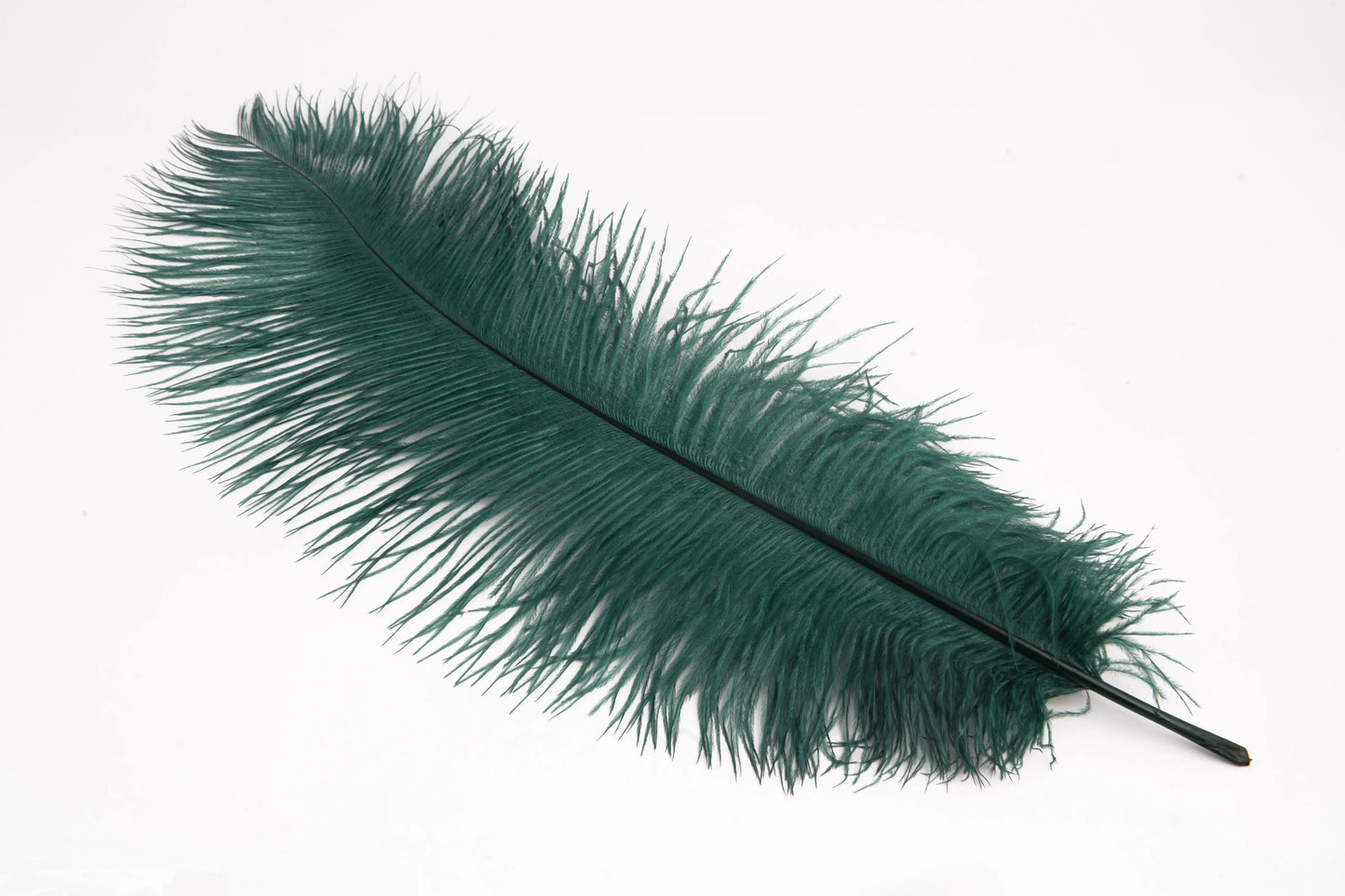 Pluma de Avestruz Grande - 50/55 cm