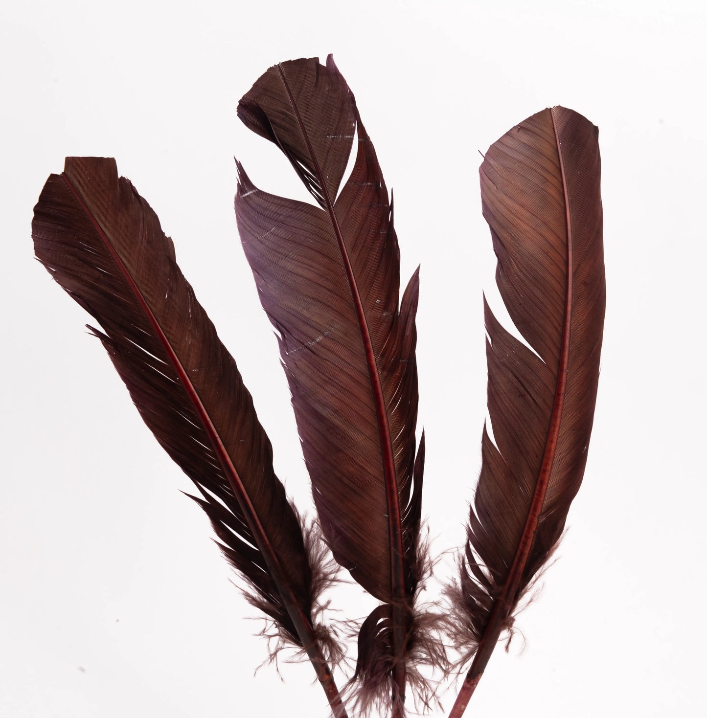 Pluma Natural de Alón de Pavo  - Paquete con 10 piezas