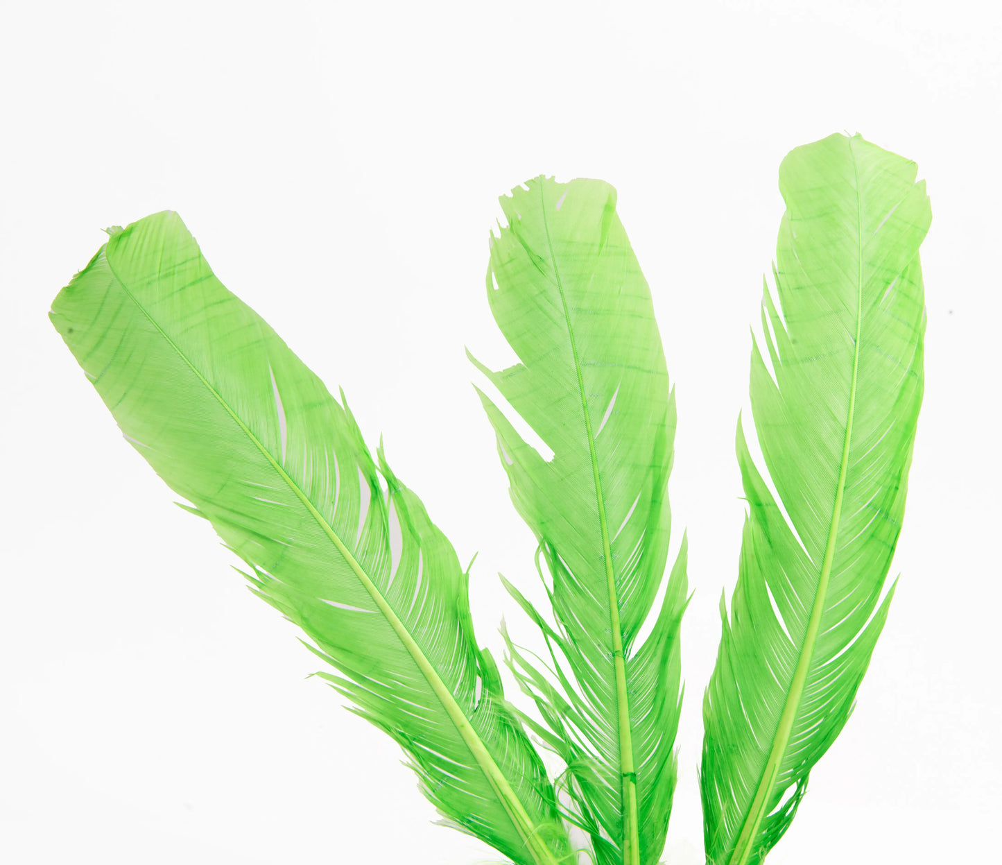 Pluma Natural de Alón de Pavo  - Paquete con 10 piezas