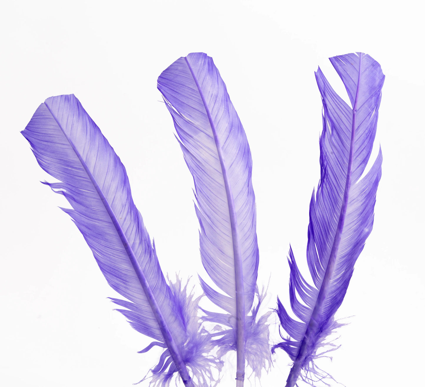 Pluma Natural de Alón de Pavo  - Paquete con 10 piezas