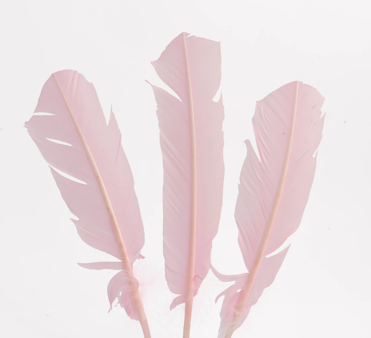 Pluma Natural de Alón de Pavo  - Paquete con 10 piezas