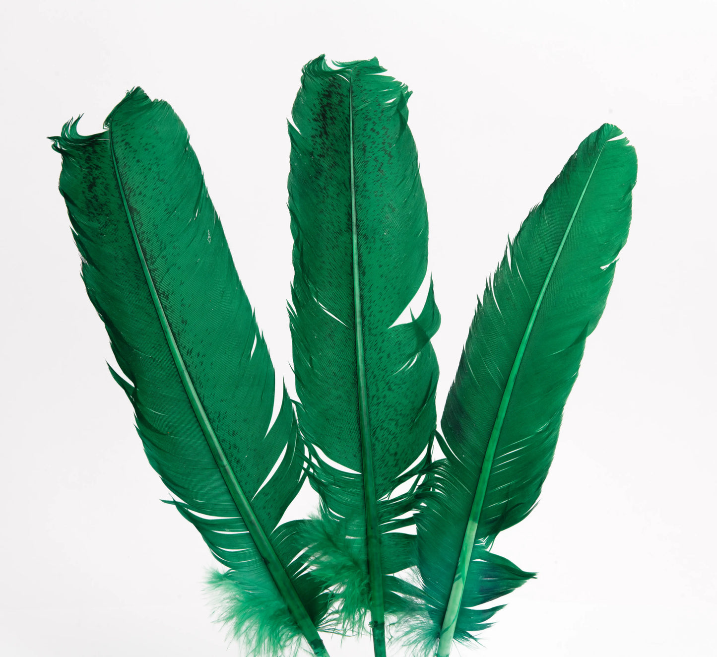 Pluma Natural de Alón de Pavo  - Paquete con 10 piezas