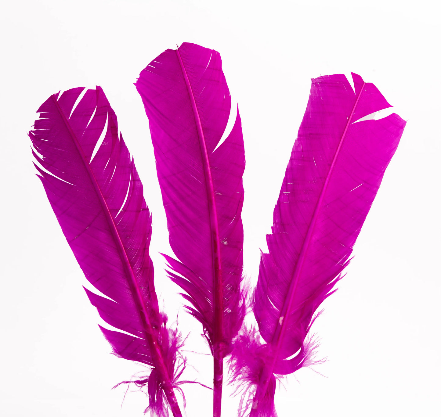 Pluma Natural de Alón de Pavo  - Paquete con 10 piezas